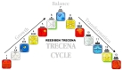 reed-ben-trecena-wave-trecena-cycle